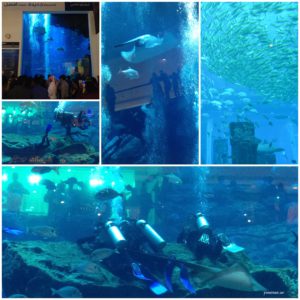 Dubai Aquarium Underwater Zoo Colorful fish Dubai Mall